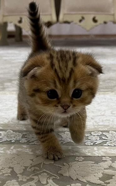 Şotland yastı qulaq, Erkək, Ünvandan götürmə