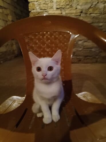 pişik tualet: Erkək, Dişi, Yaxşı əllərə, Ödənişli çatdırılma — 2