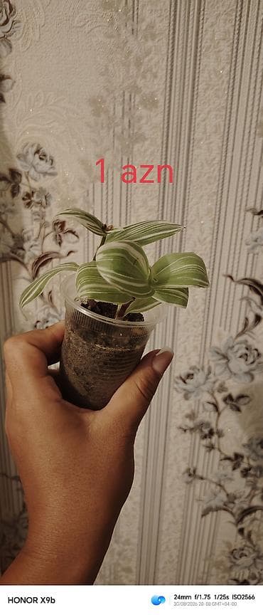 ev gulleri ve adlari: Otaq bitkiləri şitilləri - Sukulent (kiçik qara plastik dibçəkdə) — 5