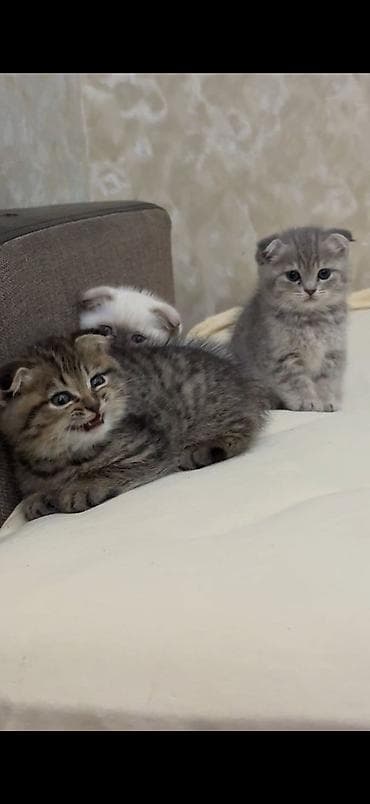 pişik pers: Şotland yastı qulaq — 9