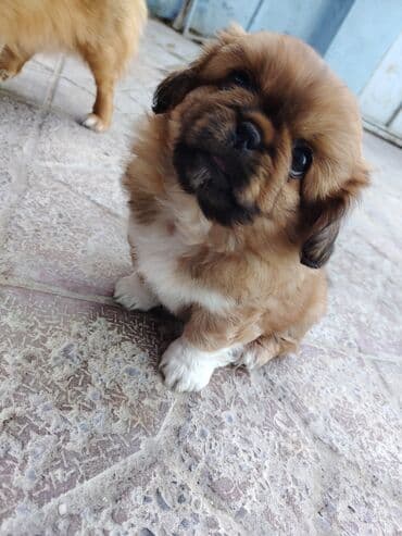 передержка собак баку: Pekines, 2 ay, Ödənişli çatdırılma — 2