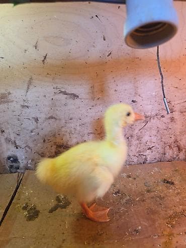 qazl: Məhsul: Qaz balaları (Linda). 14.04.2026 — 3