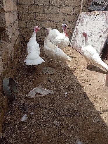 hinduşka: Məhsul: Ağ hinduşka sürüsü (erkək və dişilər) Təsvir: - Ağ rəngli — 3