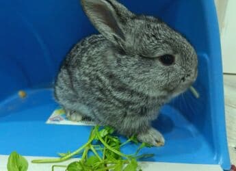 karlik dovşanlar: Uzun tüklü dekorativ dovşan - Cins: ehtimalən Angora/mix dekorativ — 2