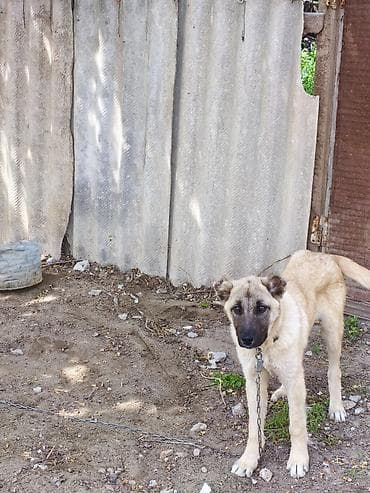 iran coban iti: Kanqal, 5 ay, Peyvəndli — 4