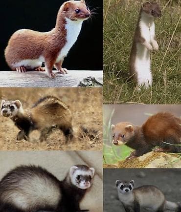 su samuru: Ev samuru (ferret) – aktiv və zəkalı ev heyvanı - Növ: Ev samuru — 1