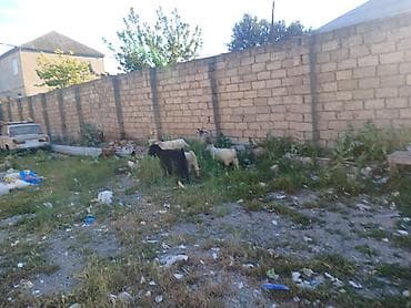 keçi şəkilləri: Satılır: xırdabuynuzlu heyvanlar – keçilər Təsvir: - Şəkillərdə — 4