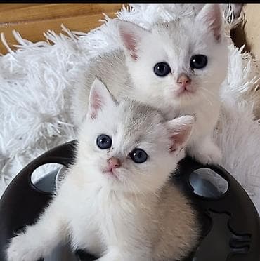 pulsuz pisiy: Şinşilla — 6