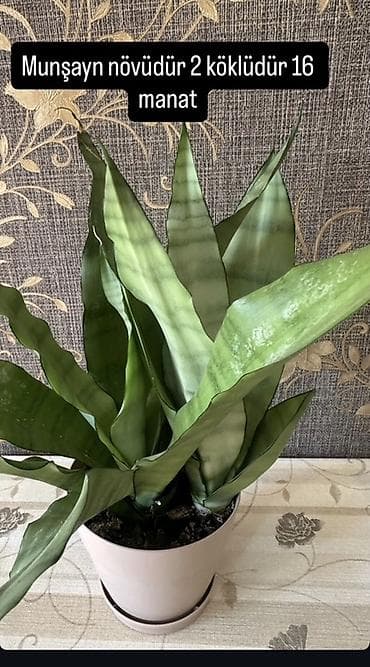 Münşayın (Sansevieria) növü otaq bitkisi. - Saksi: dekorativ, altlığı