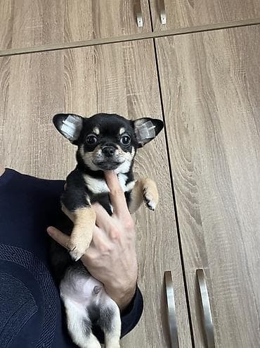 coban it adlari: Çixuahua, 3 ay, Erkek, Peyvəndli, Ödənişli çatdırılma — 4