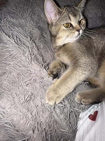 Gəmiricilər: Britan, Dişi, Yaxşı əllərə — 2