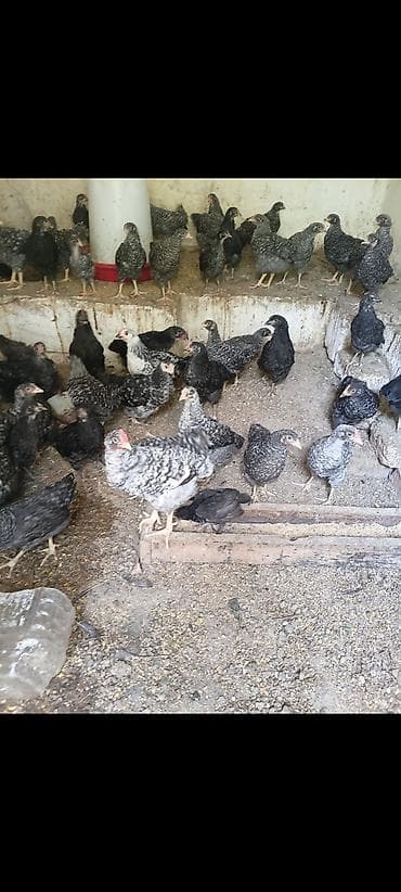 Xarkov toyuqları satılır. 2 aylıqdılar. vaksin olunublar. təmiz qan — 1