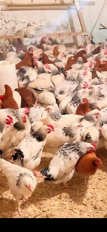 Inəklər, öküzlər: Toyuq, Ətlik — 2