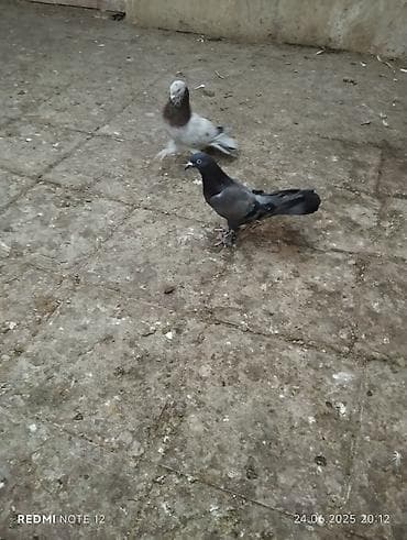 Göy maya 18 tük cırıq quyruq.Dolaq qizğin mayadır .Tam lalafo.az -da Göy maya 18 tük cırıq quyruq.Dolaq qizğin mayadır .Tam