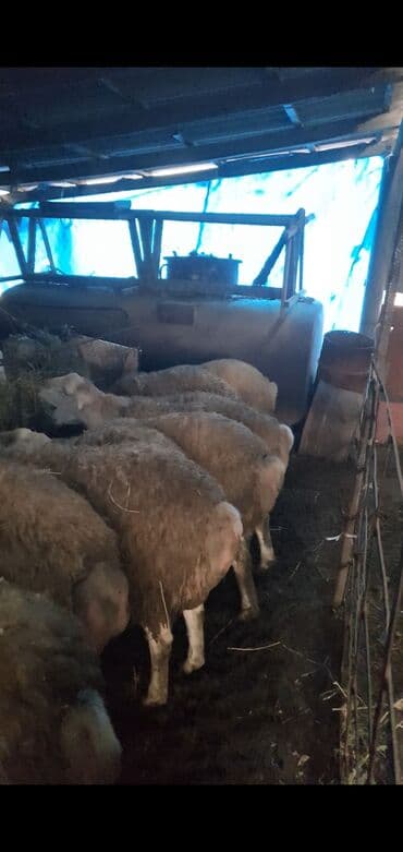 Грызуны: Qoyun sürüsü satılır - Növ: yerli ətlik/yunlu qoyunlar (ağ başlı — 2