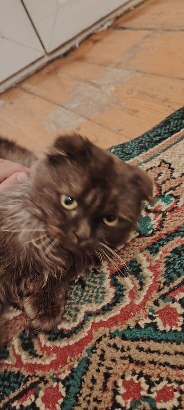 Şotland uzun tüklü, Erkək, Yaxşı əllərə, Ünvandan götürmə