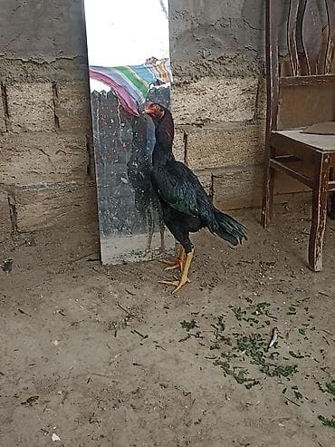 Balıqlar: 6 ayndadı tərifləməyədə etyac yoxdu Ayaqnada söz ola bilməz cindi — 1