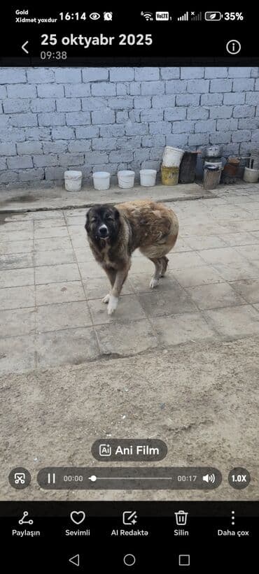 çoban axtarılır: Qafqaz çoban iti — 3