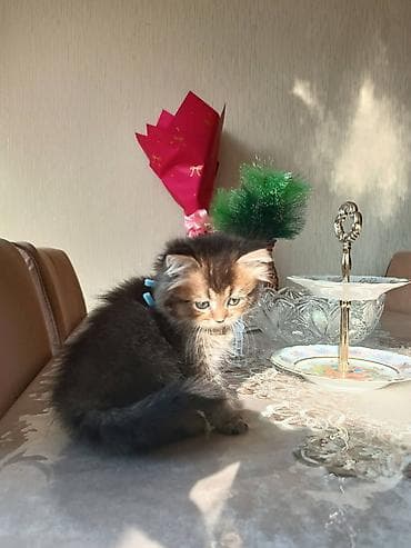 böyüməyən pişik: Şinşilla, Erkək — 2