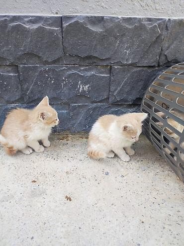 Yaxşı əllərə