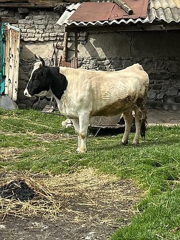 cins ineklerin satisi 2018: Məhsul: İnək (südlük istiqamət) Təsvir: - Rəng: qara-ağ, alnında ağ — 2