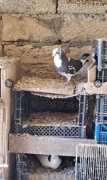 xacmaz heyvan bazari: Seher tutuldu 12 Tuk erkeydi cox qizgin quwdu .isteyen burada ve — 3