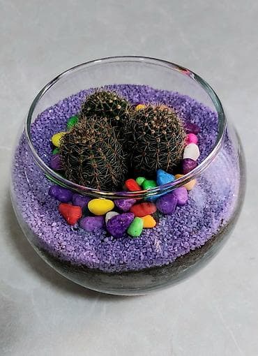Şüşə akvariumda kaktus və sukulentlərdən ibarət mini bağça. Bənövşəyi