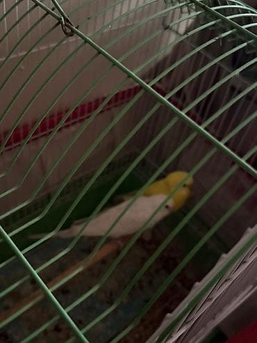 quşları: Mehebbet quslari 3 cutdu ayri ayrida satilir 1 cutu 60 azn 2 aydan bir — 5