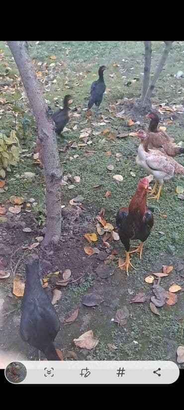 şirin dovşan şəkilləri: Toyuq, Damazlıq, Rayonlara çatdırılma — 2