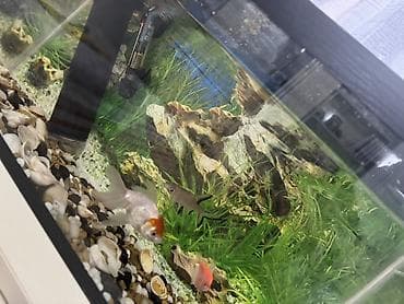 akvarium: Dördbucaq akvarium, Balıqlarla birlikdə, 35 l, Ünvandan götürmə — 1