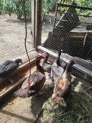 pekin ordək: Qiymən 25 başliyir hamisi cins heyvanlardi, 2 ədəd dişi macar, 1 — 8