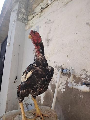 qaz quş: Salam heyrati becesi satilir 11 ayligdi saglamdi vaksin qurd dermanı — 5