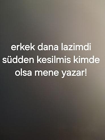 Heyvanlar: Axtarılır: süddən kəsilmiş erkək dana Təsvir: - Süddən kəsilmiş — 1