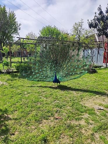 Məhsul: Göy tovuz quşu (erkək) və dişi ikisi birlikdə satılır.ikisinin