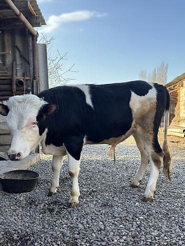 ev heyvan: Qara-ağ rəngli erkək heyvan (buzağı/torpaq dana) - Cinsəxas görünüş — 3