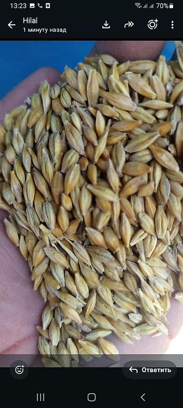 Arpa və buğda 300 ton
hazır yeni biçilmiş
tecili satılır!