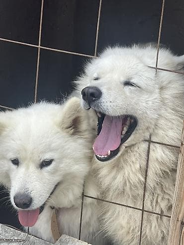 samoyed iti: Samoyed — 6