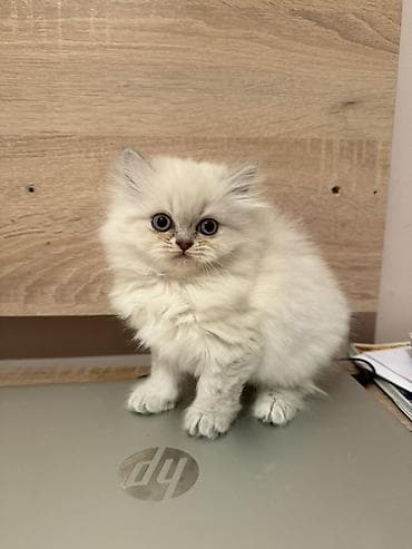 sahiblenme: Şotland, Erkək, Dişi, Yaxşı əllərə, Ünvandan götürmə, Ödənişli çatdırılma — 3