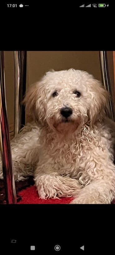 İrade 1918 Ev itidir 8 aylıqdır cinsi erkək təlim keçmis itdi başqa