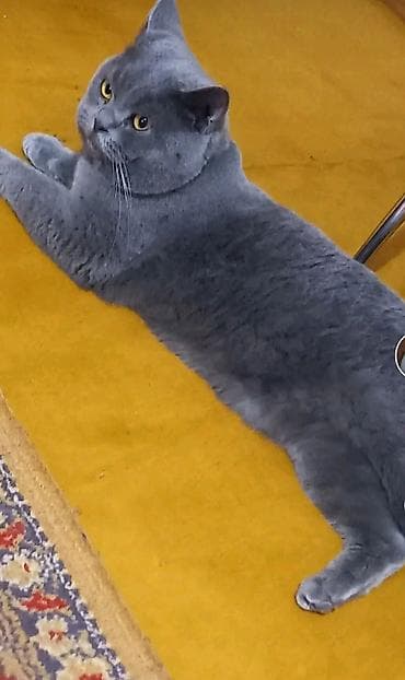 pişik pers: Шотландская, Самец, Для вязки — 1