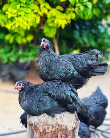 1 ayliq cuce satisi: Avstrolop cinsi cucesi 2.50 1 ayliq 6 manat temiz cins olmagina — 3