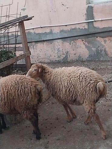 dele satisi: Damazlığ ana bala qoyunlar satılır. Balaların biri dişi, ikisi — 9