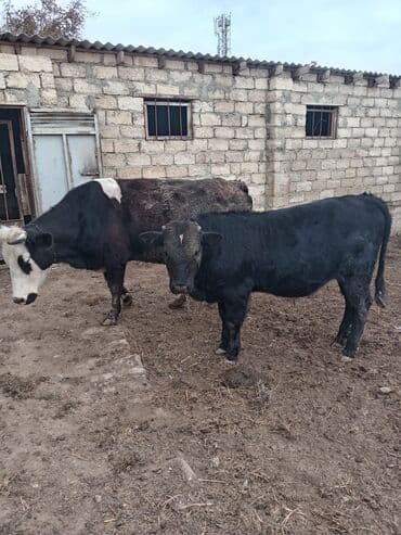 Məhsul: 2 baş iri buynuzlu heyvan Xüsusiyyətlər: - Növ: Mal-qara (1 — 4