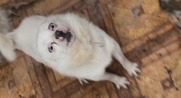 Gəmiricilər: Çixuahua, Erkek — 1