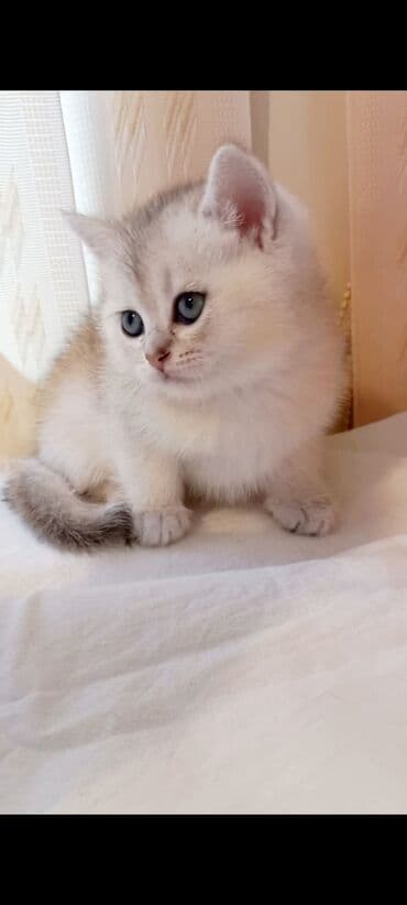 bala pişik şəkilləri: Britan, Erkək, Yaxşı əllərə, Ünvandan götürmə — 3