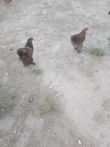 heyvanlar: Salam. Bramo toyoqlarıdı. Sağlam və baxımlı heyvanlardır. 1 yaşları — 5
