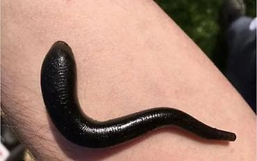 gozelik salon: Məhsul: Tibbi zəlili 1 ədədi 2 azn — 2