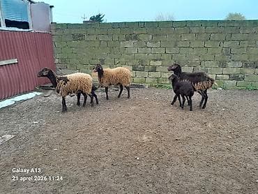 camış balası: Qala qoyunları 2sinin balası var biri boğazdı qiymət birinə aiddir — 3