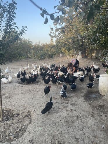 kuban ördek: Dişi, | Kuban, Lal ördək, Damazlıq, Ünvandan götürmə — 4