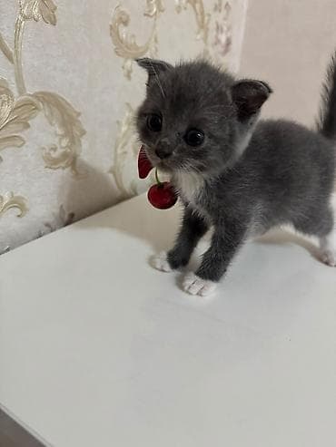 heyvan rezini: Məhsul: Balaca pişik balaları (bir neçə rəngdə) Təsvir: - Şəkillərdə — 1